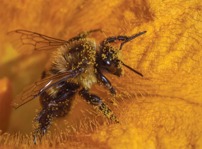 Pollinator Pathways 5