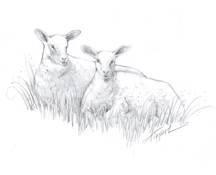 Sheep800.jpg
