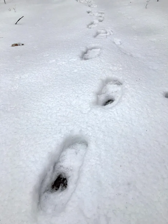 Snow Dent 1