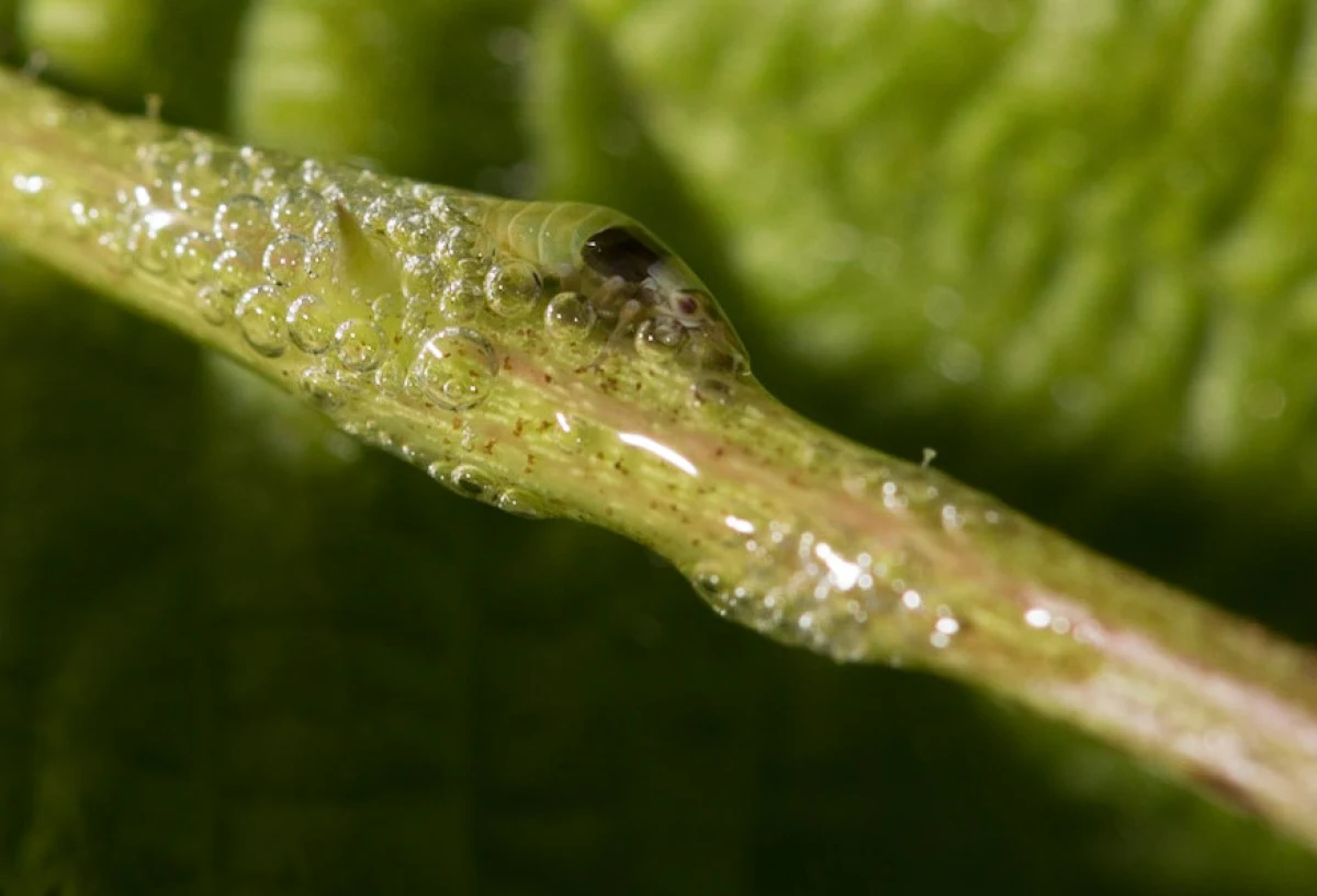 Spittle bug