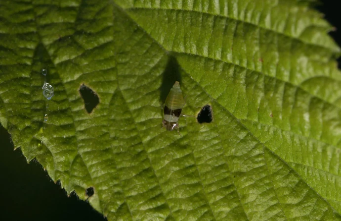 Spittle bug