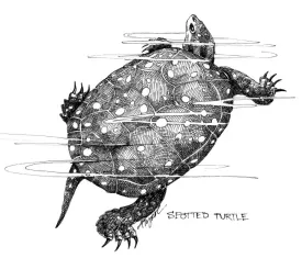 Spotted_turtle_web.jpg thumbnail
