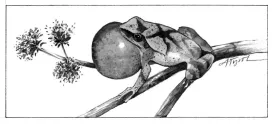 Spring_peeper.jpg thumbnail