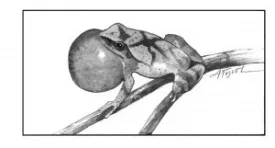 Spring_peeper_1.jpg thumbnail