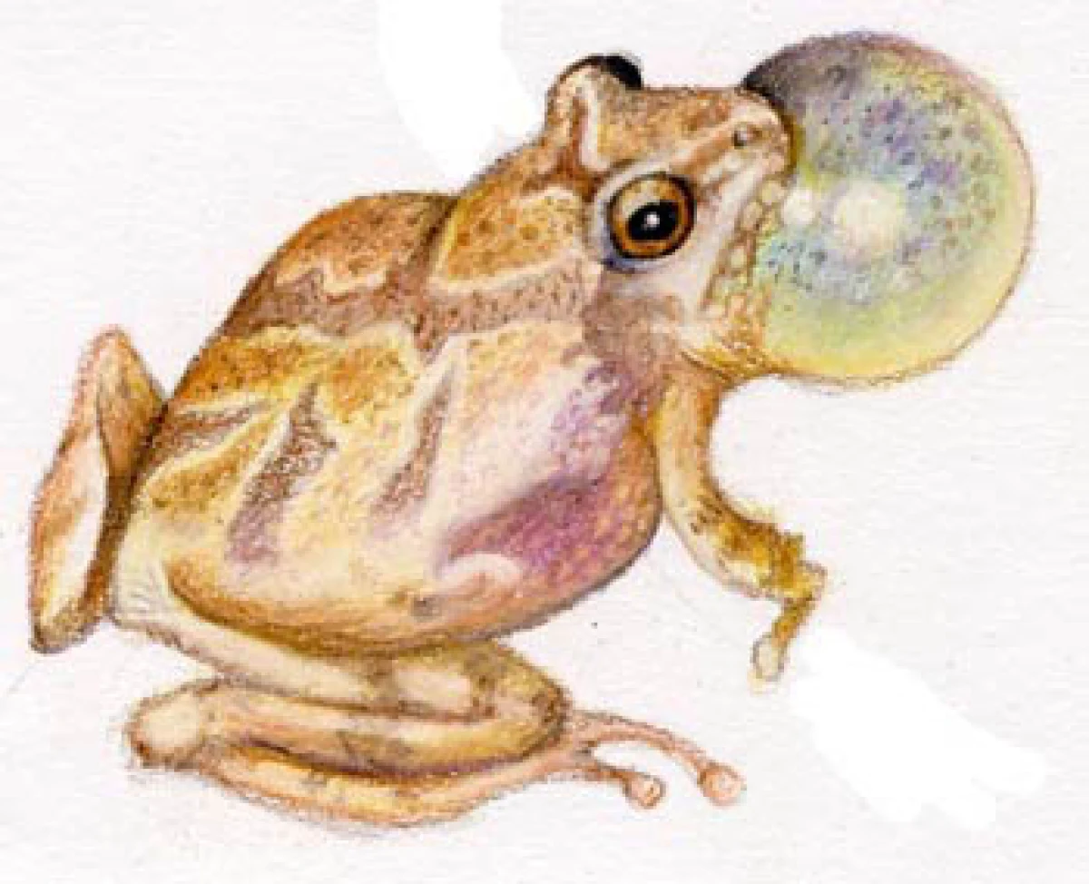 Spring_peeper_web-2.jpg