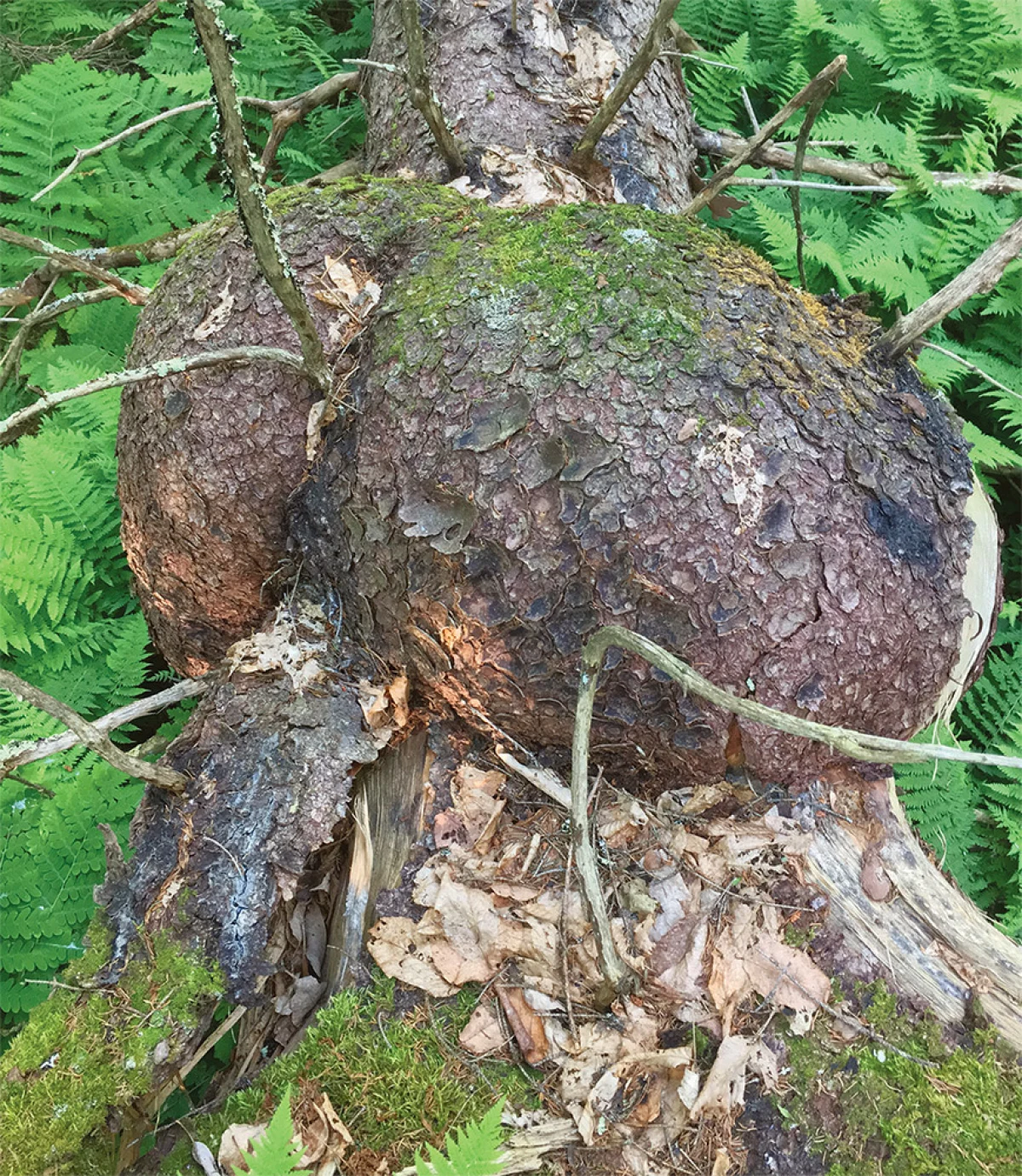 Spruce Burl