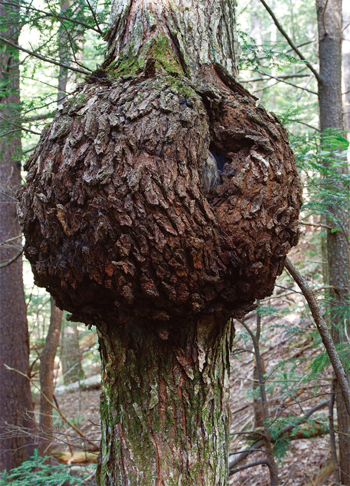Sugar maple burl