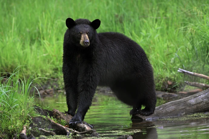 Susan_C_Morse_Blackbear_1.jpg