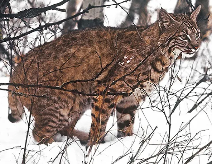 Susan_C_Morse_Bobcat_Scrape_1.jpg