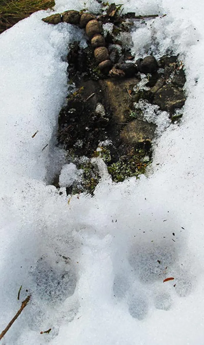 Susan_C_Morse_Bobcat_Scrape_2.jpg