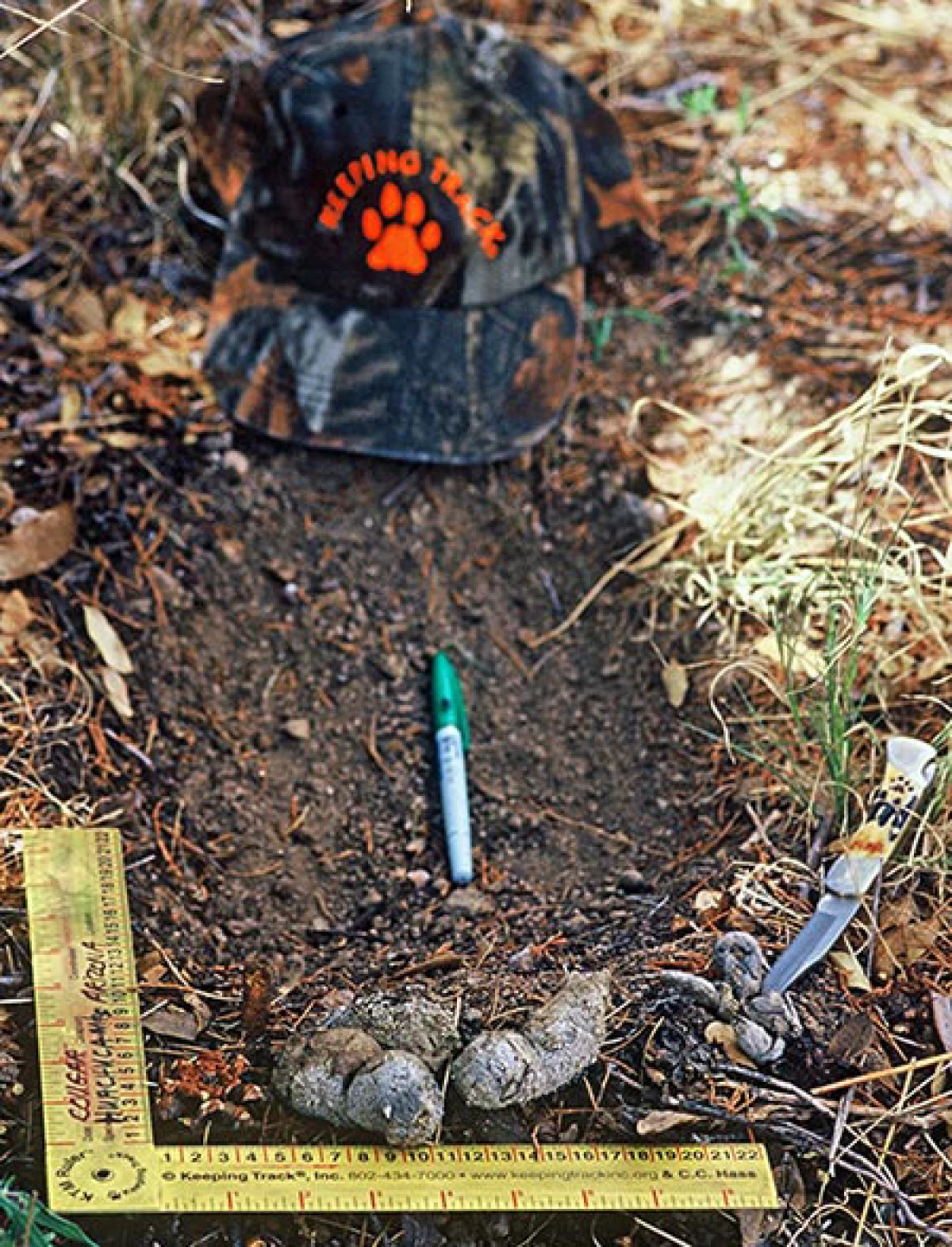Susan_C_Morse_Bobcat_Scrape_3.jpg