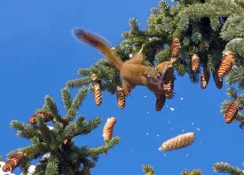 Susan_C_Morse_Cones_aut15_1.jpg thumbnail