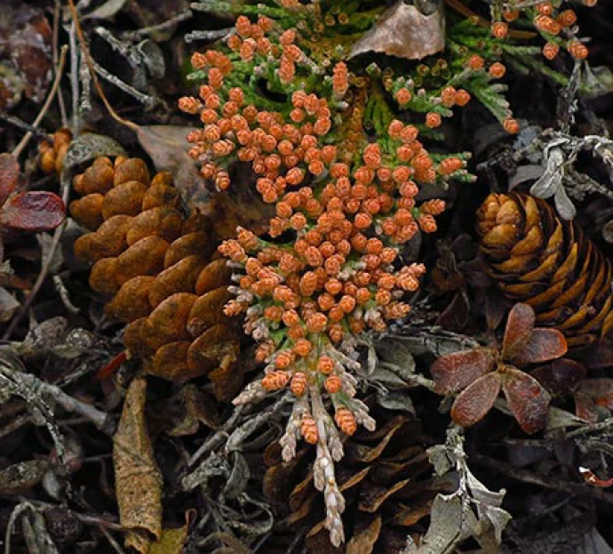 Susan_C_Morse_Cones_aut15_1_1.jpg