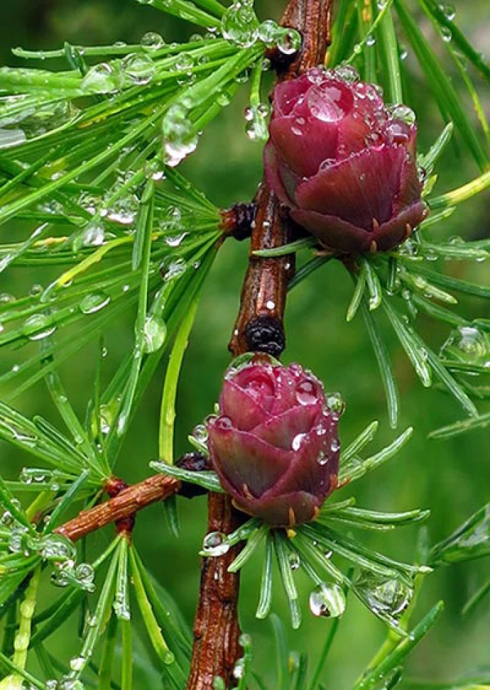 Susan_C_Morse_Cones_aut15_2.jpg