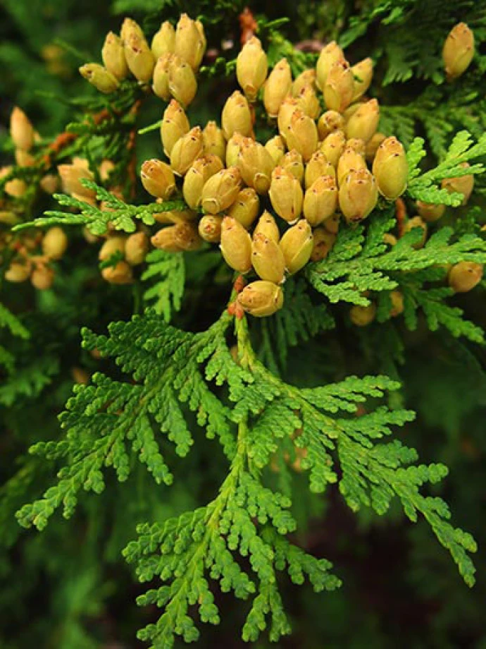 Susan_C_Morse_Cones_aut15_3.jpg