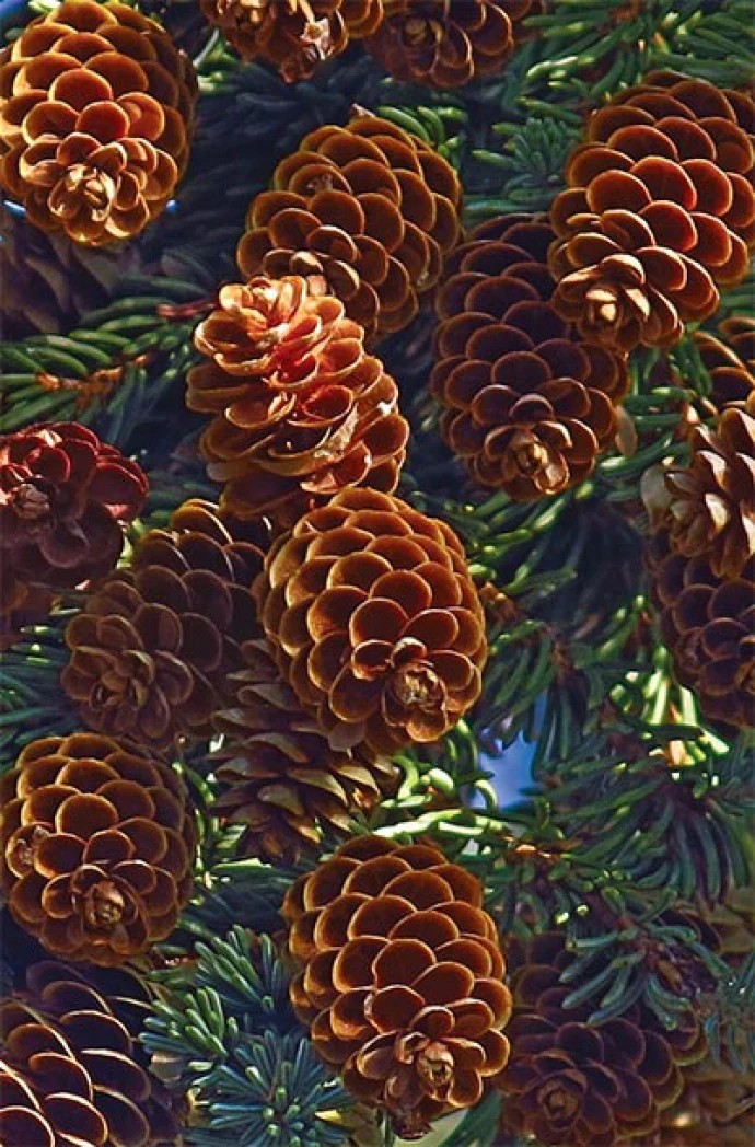 Susan_C_Morse_Cones_aut15_4.jpg