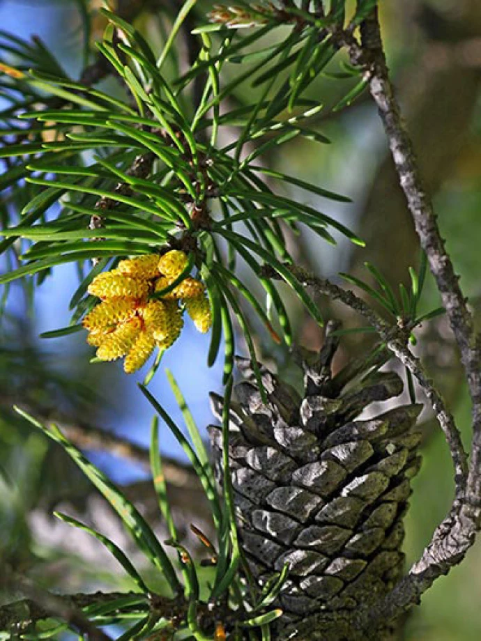 Susan_C_Morse_Cones_aut15_6.jpg