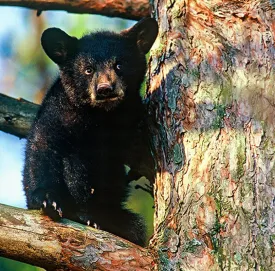 Susan_C_Morse_Curious_Spr15_header.jpg thumbnail