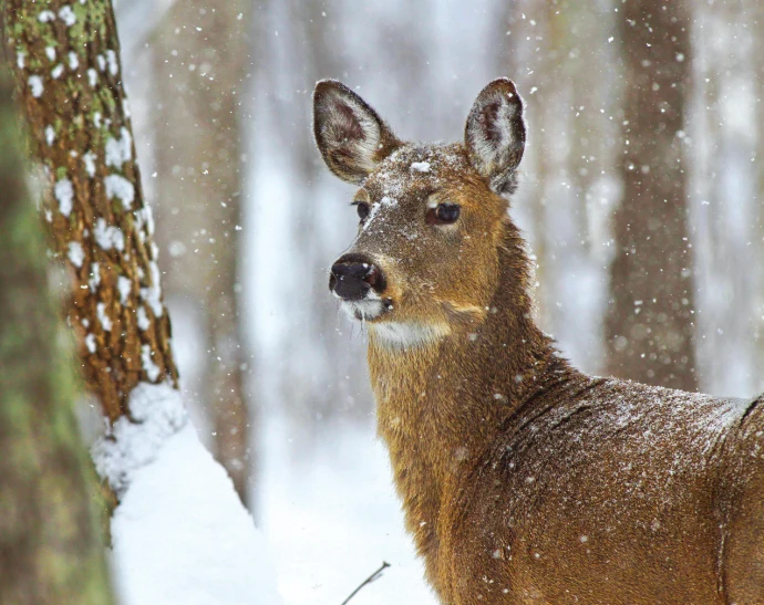 Susan_C_Morse_Deer_Win14_1.jpg