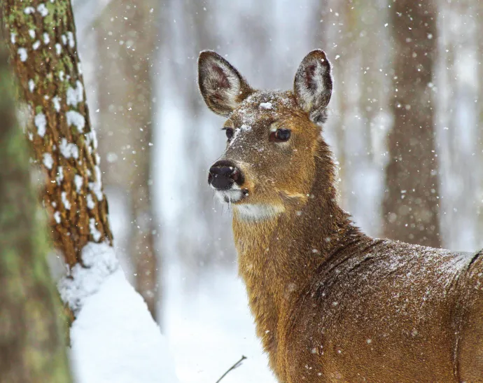 Susan_C_Morse_Deer_Win14_1.jpg