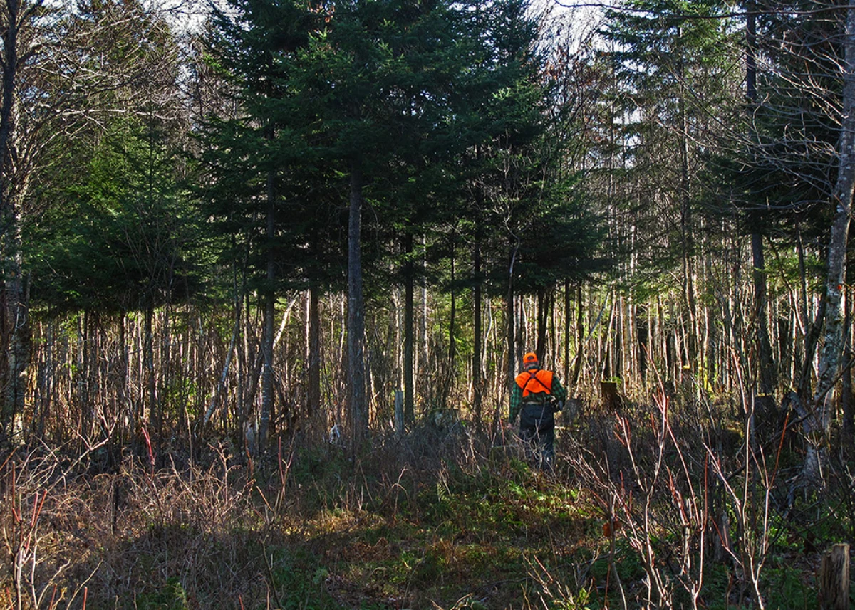 Overbrowsing by Deer
