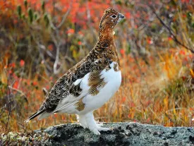 Susan_C_Morse_Ptarmigan-1.jpg thumbnail