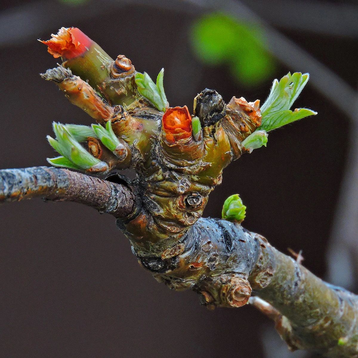 Tree Growth After Overbrowsing