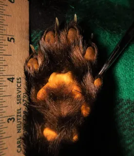 Tracking Tips: Fishers Aren't Cats 1 thumbnail