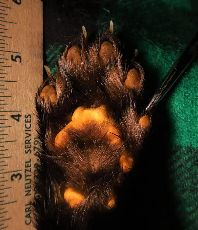 Tracking Tips: Fishers Aren't Cats 1
