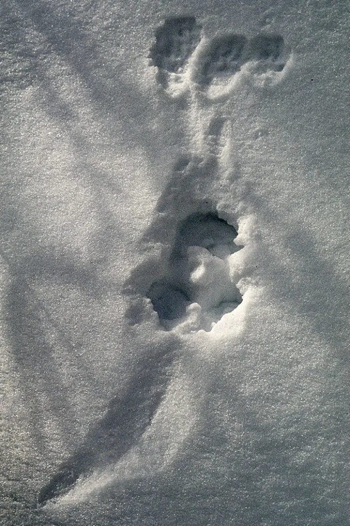 Tracking Tips: Fishers Aren't Cats 5