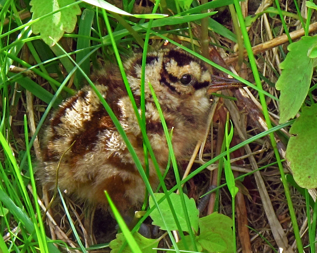 Woodcock Chick