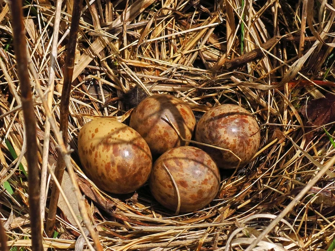 Woodcock Eggs