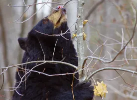 Susan_C_Morse_bear_nests_1.jpg thumbnail