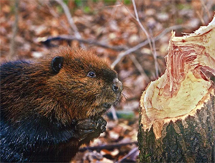 Susan_C_Morse_beaver_aut15_1.jpg