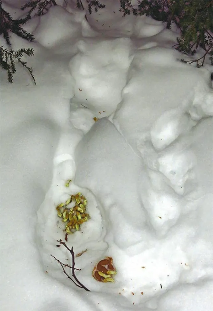 Susan_C_Morse_grouse_tracking_win17_3.jpg