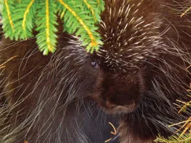 Susan_C_Morse_porcupine_win12.jpg thumbnail