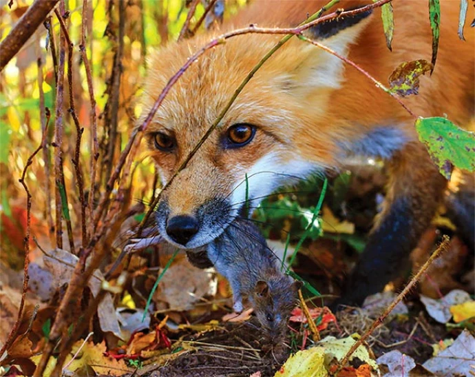 Susan_C_Morse_red_fox_2.jpg