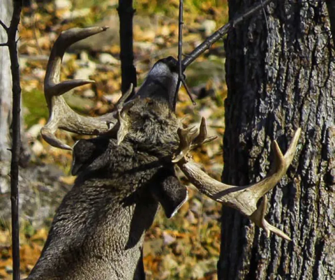 Susan_C_Morse_whitetail_aut13_2.jpg