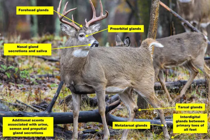Whitetail Deer