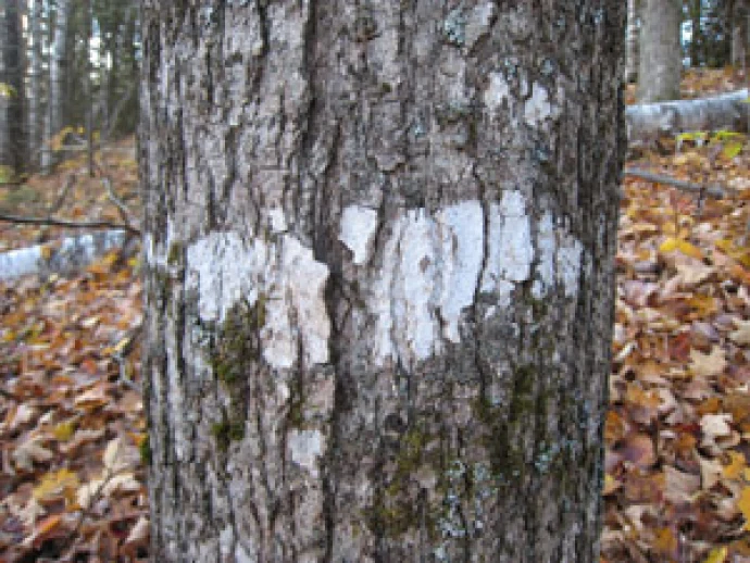 THE_woodswise_lichen_pic.JPG