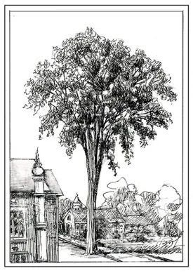 TOS_American_Elm_web.jpg thumbnail