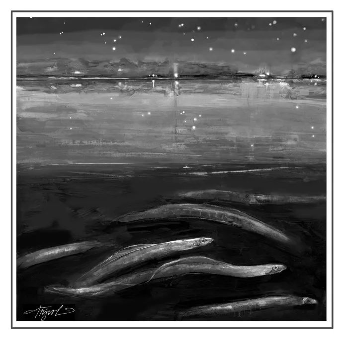American eel