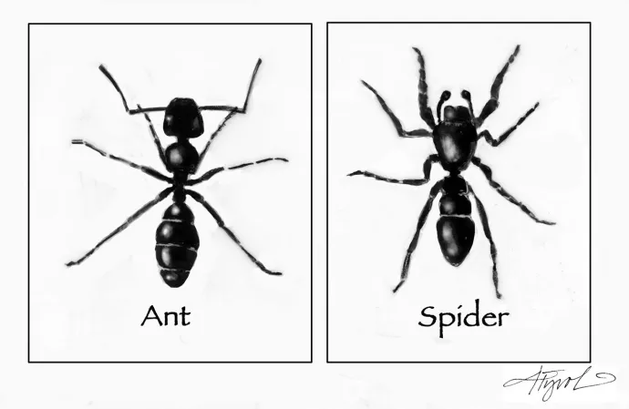 Ant Mimic Spider