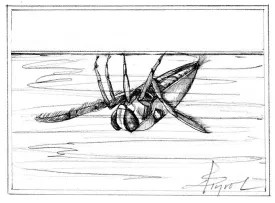 TOS_Backswimmer_web.jpg thumbnail