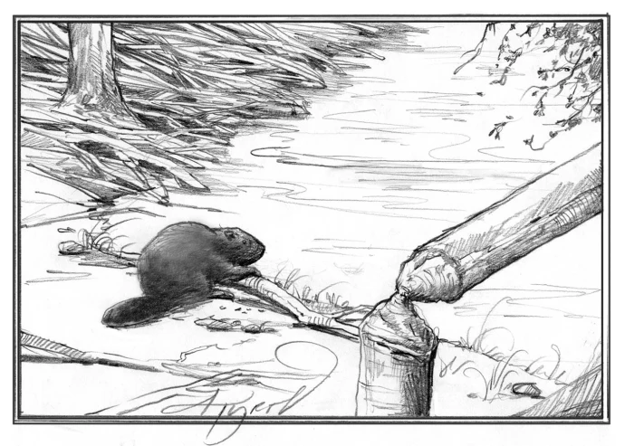 Beavers: Landscape Engineers