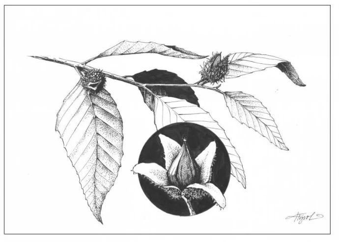 American Beech