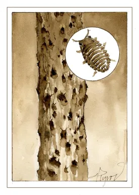 TOS_Beech_Bark_Disease_web.jpg thumbnail