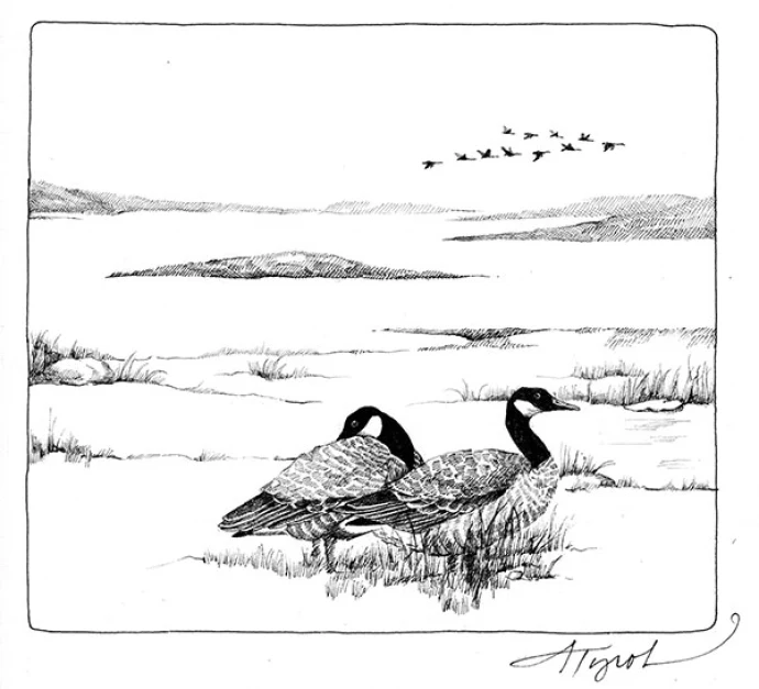 TOS_Bird_migration_w.jpg