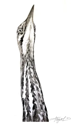 Bittern thumbnail