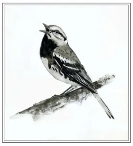 Warbler thumbnail